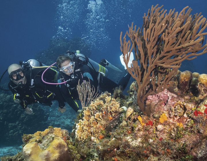 Moon experiences, (agencia de viajes), fotografía de buceo en el caribe mexicano