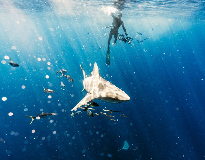 Buzos nadando con tiburones en el Caribe Mexicano, una experiencia por Moon Experiences